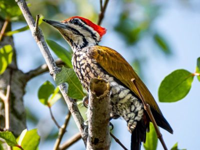 Pasir-Ris-Birdwatching-Walk-BR-JOHN-PAUL-BRIONES-1024x688