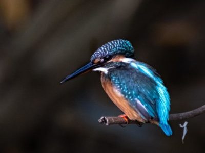 Pasir-Ris-Birdwatching-Walk-JOHN-PAUL-BRIONES-e1595277218906