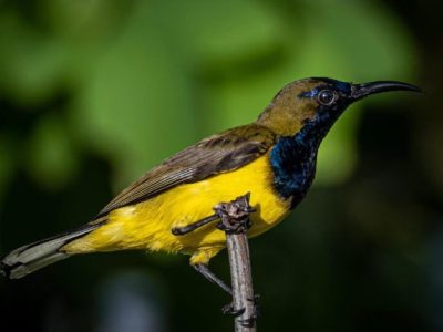 Pasir-Ris-Birdwatching-Walk-UL-JOHN-PAUL-BRIONES-e1595277185431