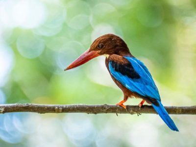 Pasir-Ris-Birdwatching-Walk-UR-JOHN-PAUL-BRIONES-1024x688