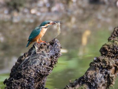 Sungei-Buloh-Chung-Wai-Kong-UL-1536x1032